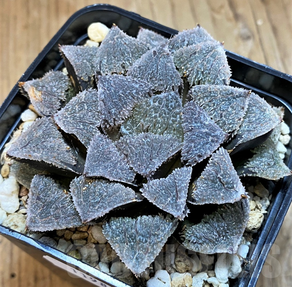 SH11987 Haworthia wimii 'Yoroi' - Imagen 2