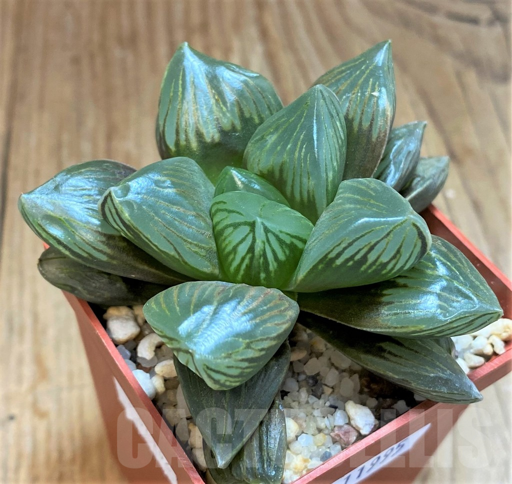 SH11995 Haworthia obtusa 'Black star' - immagine 2