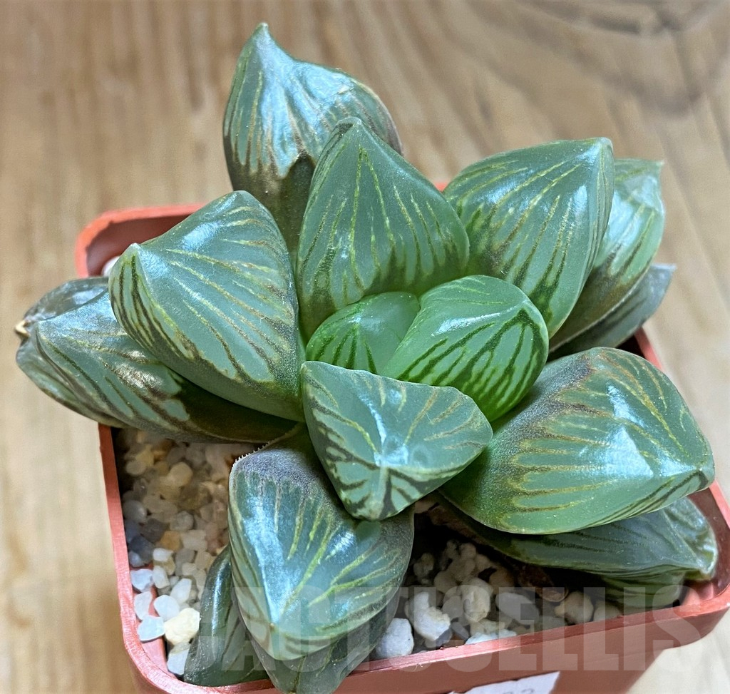 SH11995 Haworthia obtusa 'Black star'
