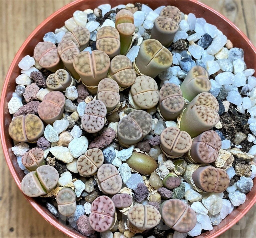 SH12281 Lithops erniana v. eberlansii mix