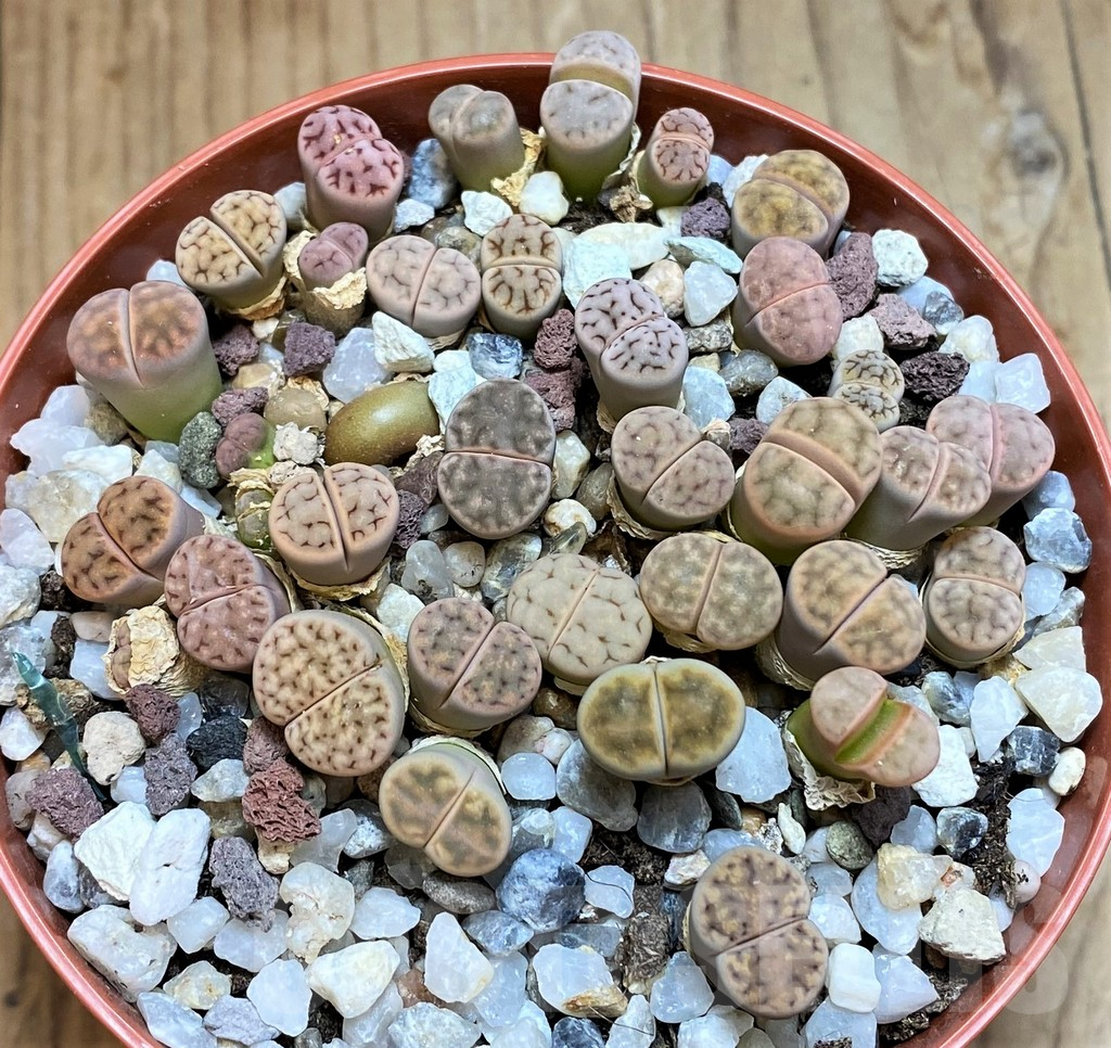 SH12281 Lithops erniana v. eberlansii mix - Obrázek 2