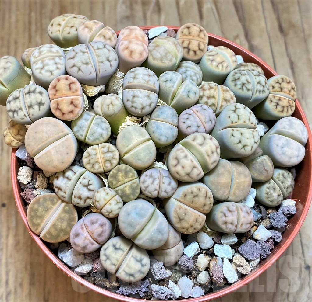 SH12279 Lithops karasmontana v. erniana mix - Image 2