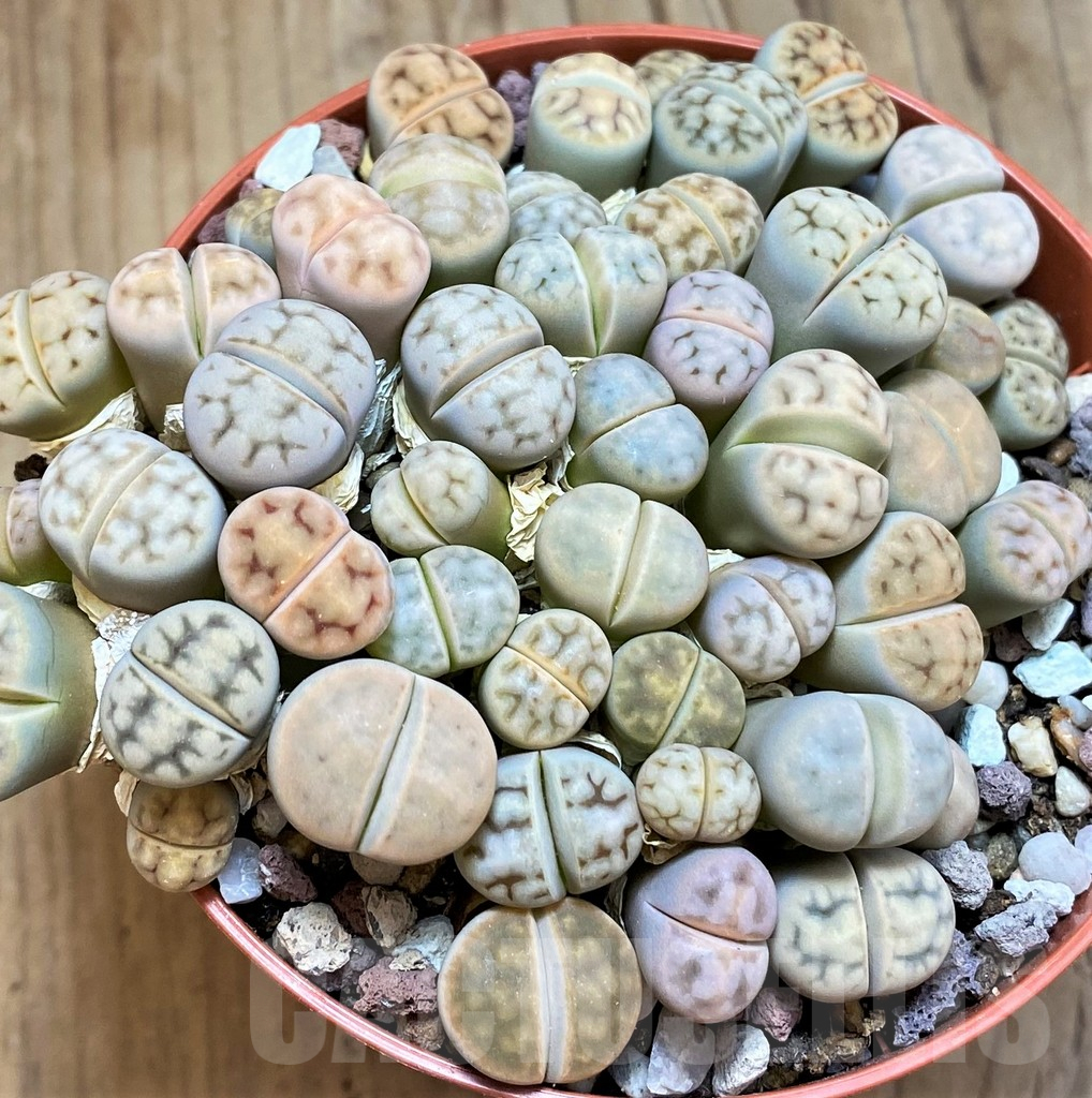 SH12279 Lithops karasmontana v. erniana mix