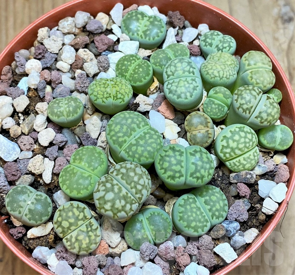 SH12292 Lithops julii ssp. fulleri 'Fullergreen' mix
