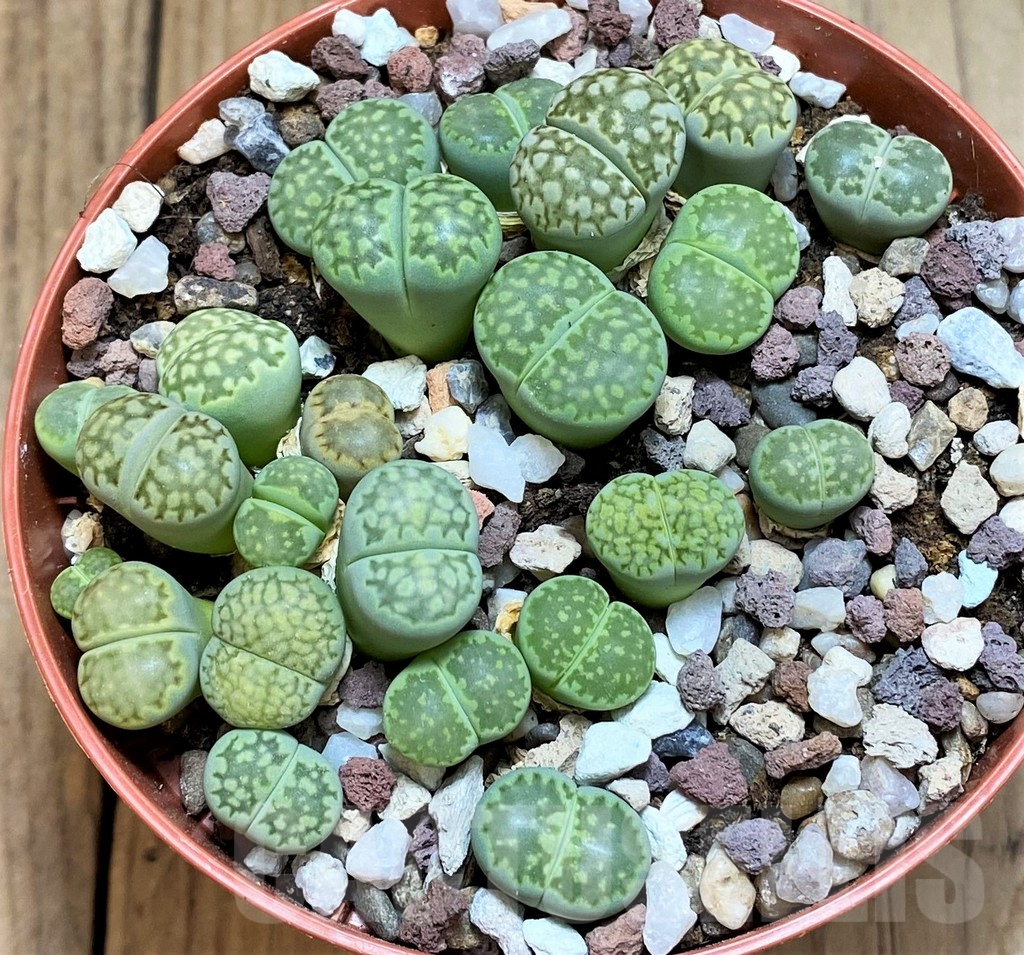 SH12292 Lithops julii ssp. fulleri 'Fullergreen' mix - 画像 (2)