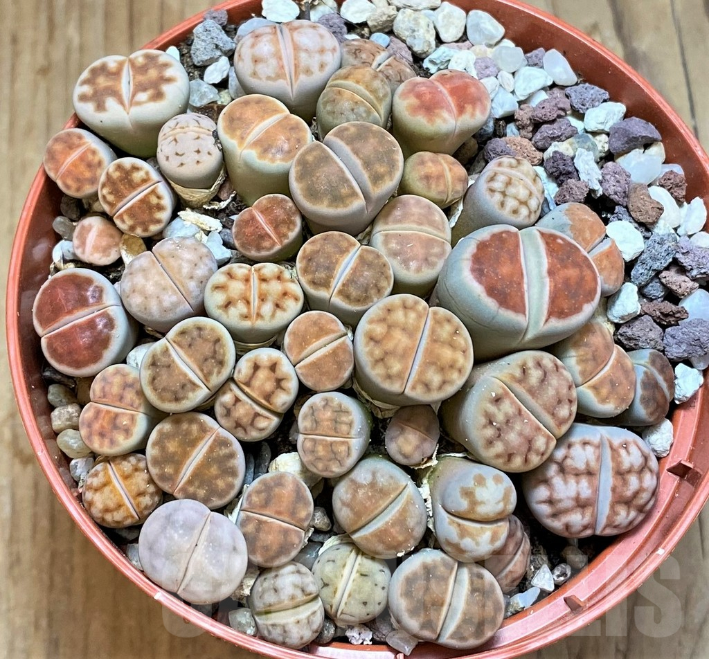 SH12293 Lithops karasmontana 'Lateritia' mix – Image 2