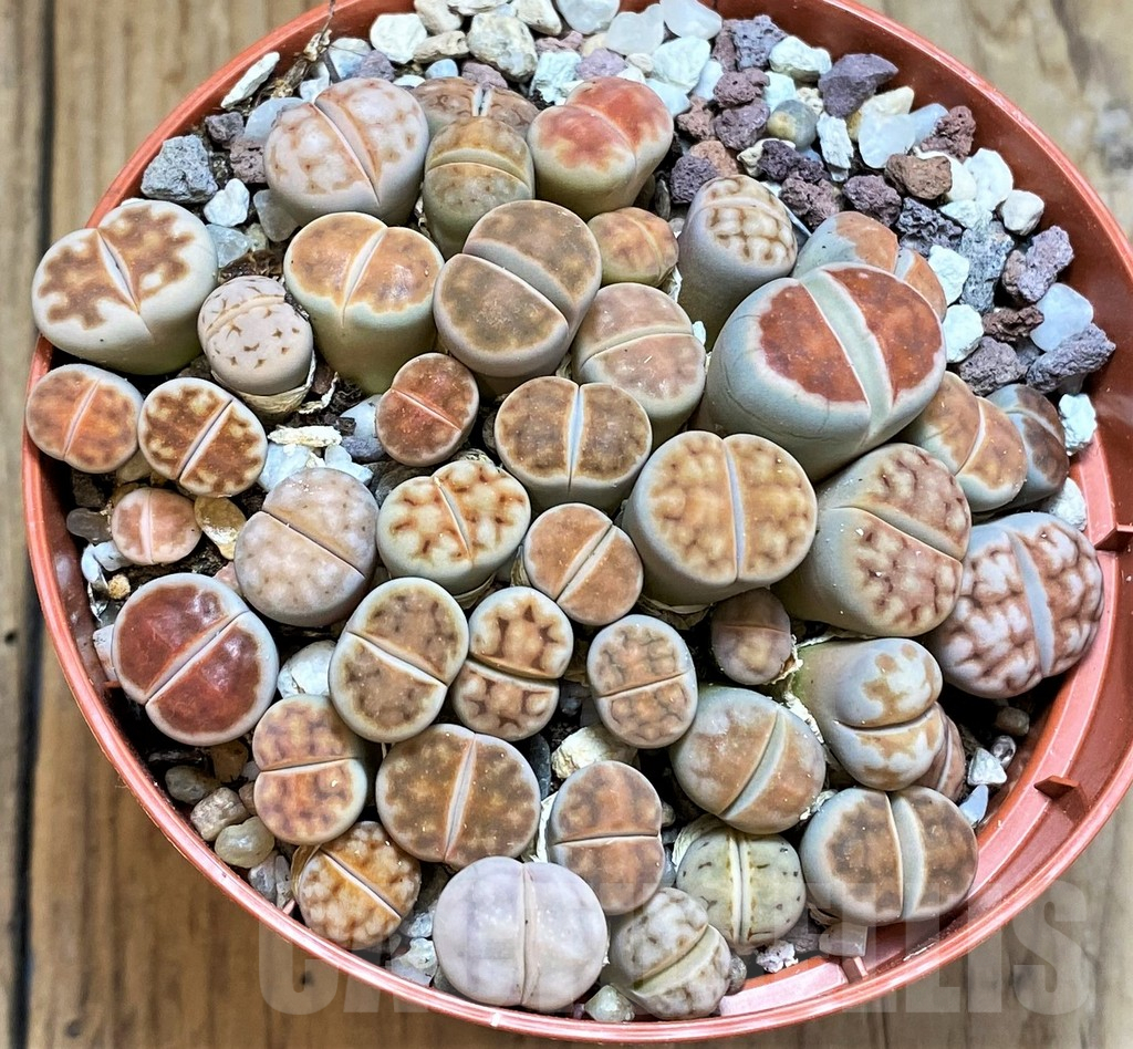 SH12293 Lithops karasmontana 'Lateritia' mix