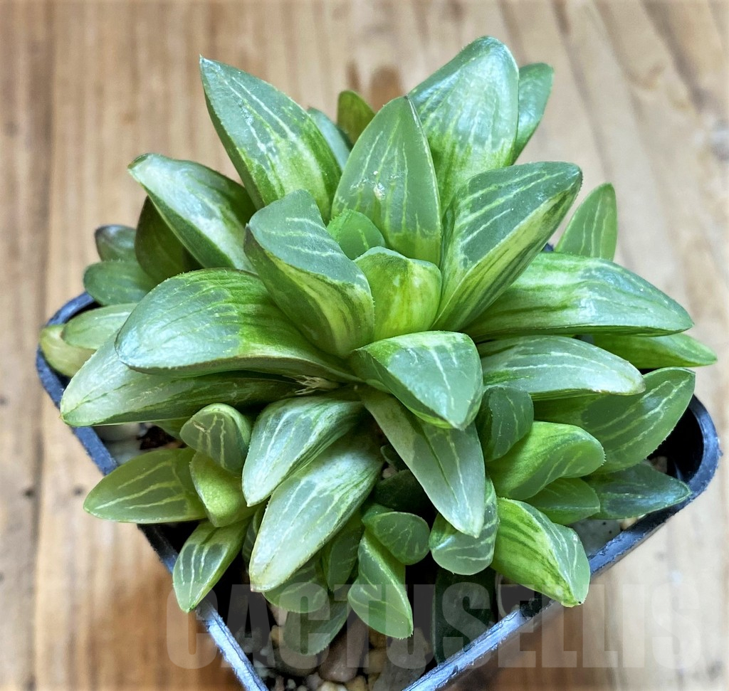 SH12735 Haworthia retusa f. variegata - Image 2