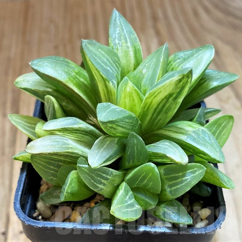 SH12735 Haworthia retusa f. variegata