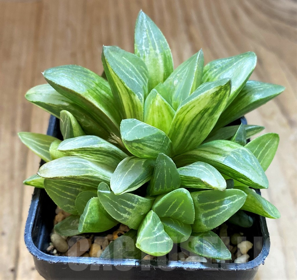 SH12735 Haworthia retusa f. variegata