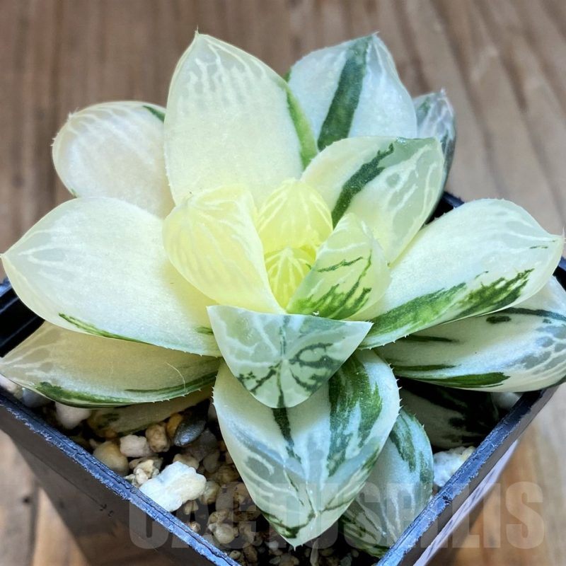 SH12737 Haworthia obtusa ‘Marin’ f. variegata