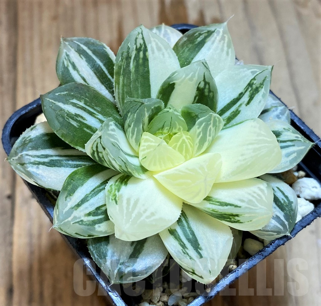 SH12738 Haworthia 'Red House' - Image 2