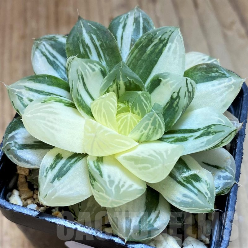 SH12738 Haworthia 'Red House'