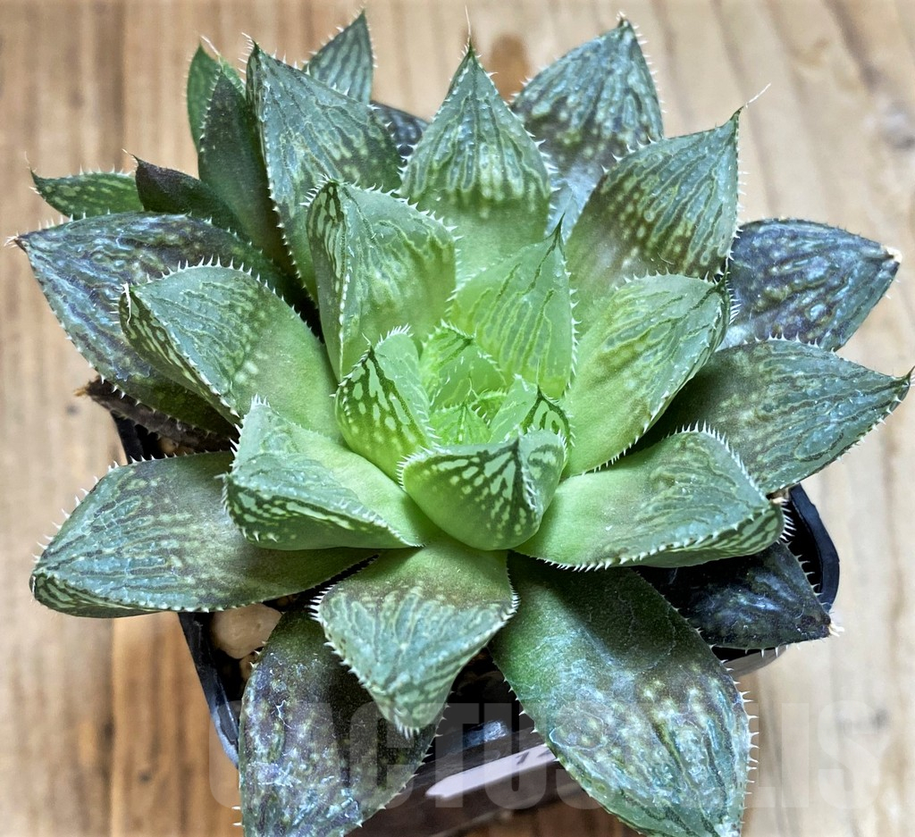 SH12739 Haworthia 'Mirror Ball' hybrid - Image 2
