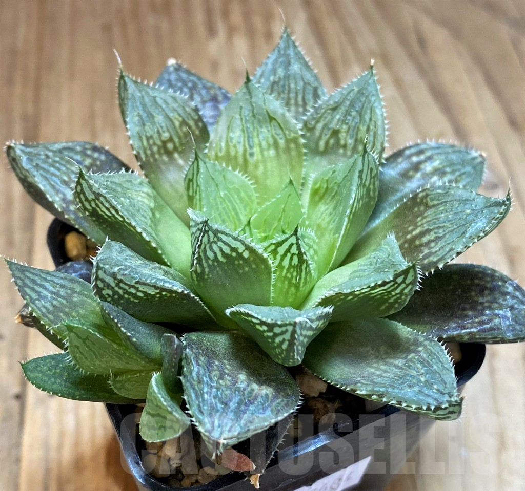 SH12739 Haworthia 'Mirror Ball' hybrid