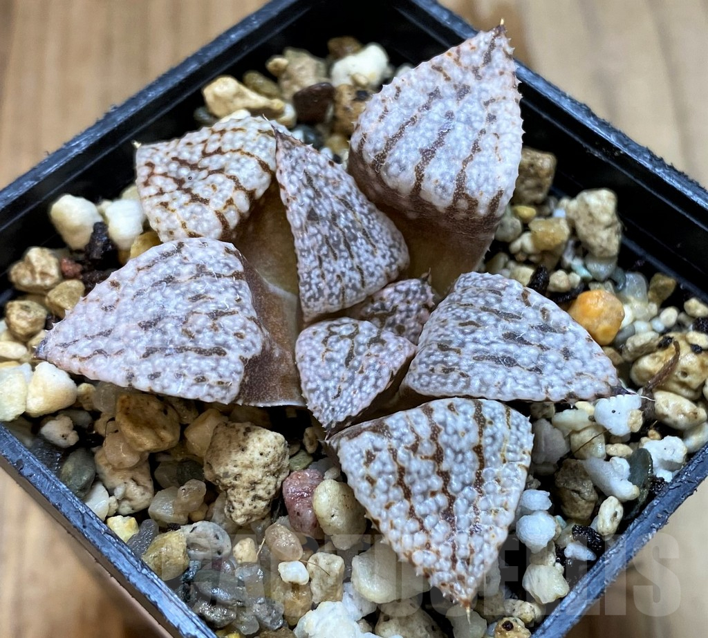 SH12743 Haworthia emelyae – Image 2