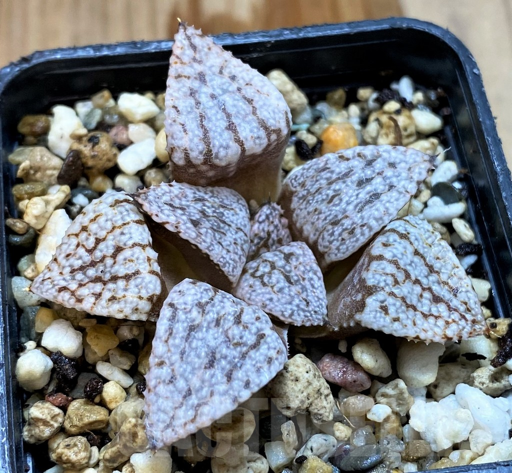 SH12743 Haworthia emelyae