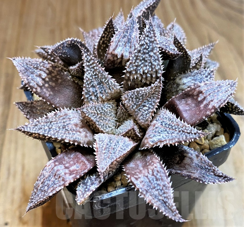 SH12744 Haworthia ‘Hakuma’ – Image 2