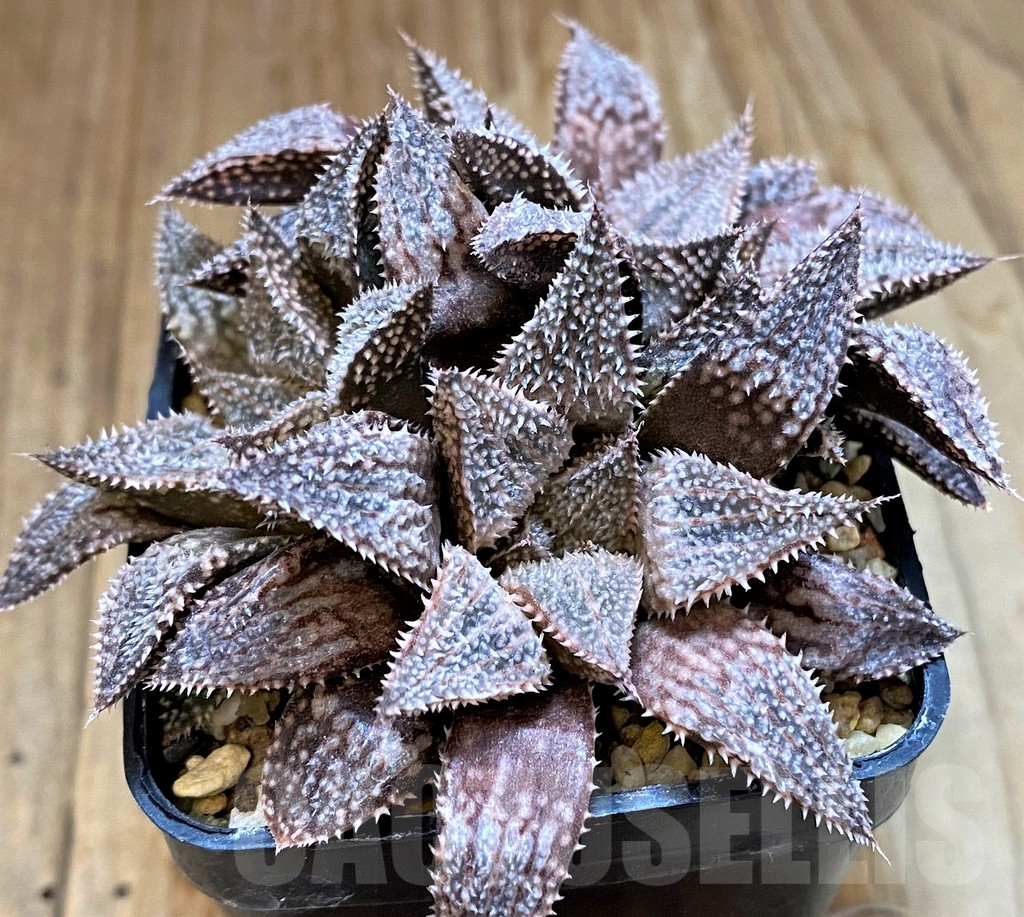 SH12744 Haworthia ‘Hakuma’