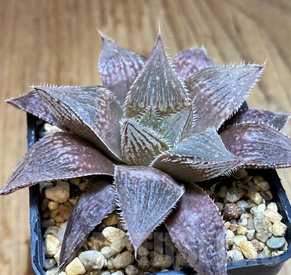 SH12746 Haworthia cooperi v. venusta hybrid - Obrázek 2
