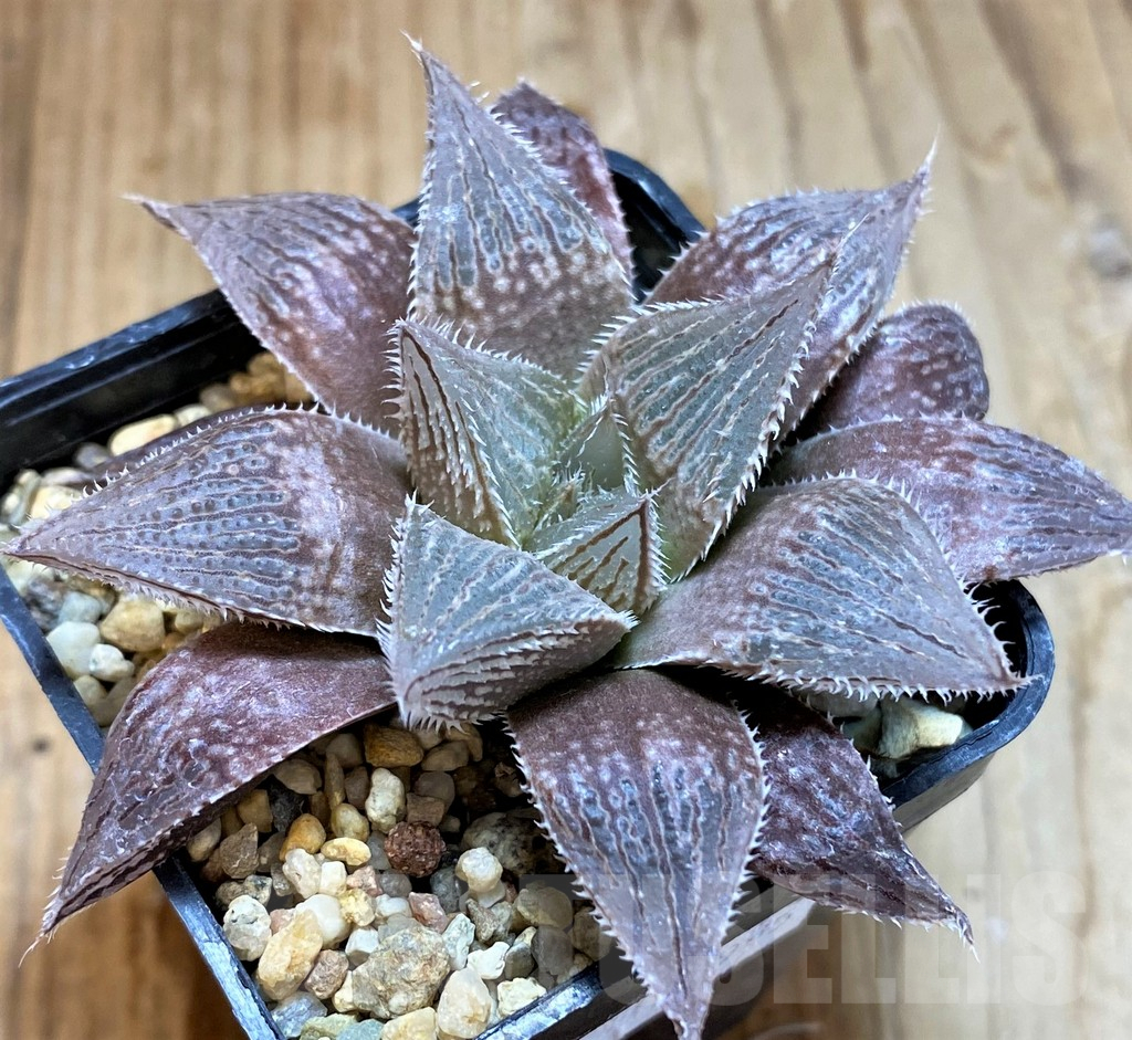 SH12746 Haworthia cooperi v. venusta hybrid