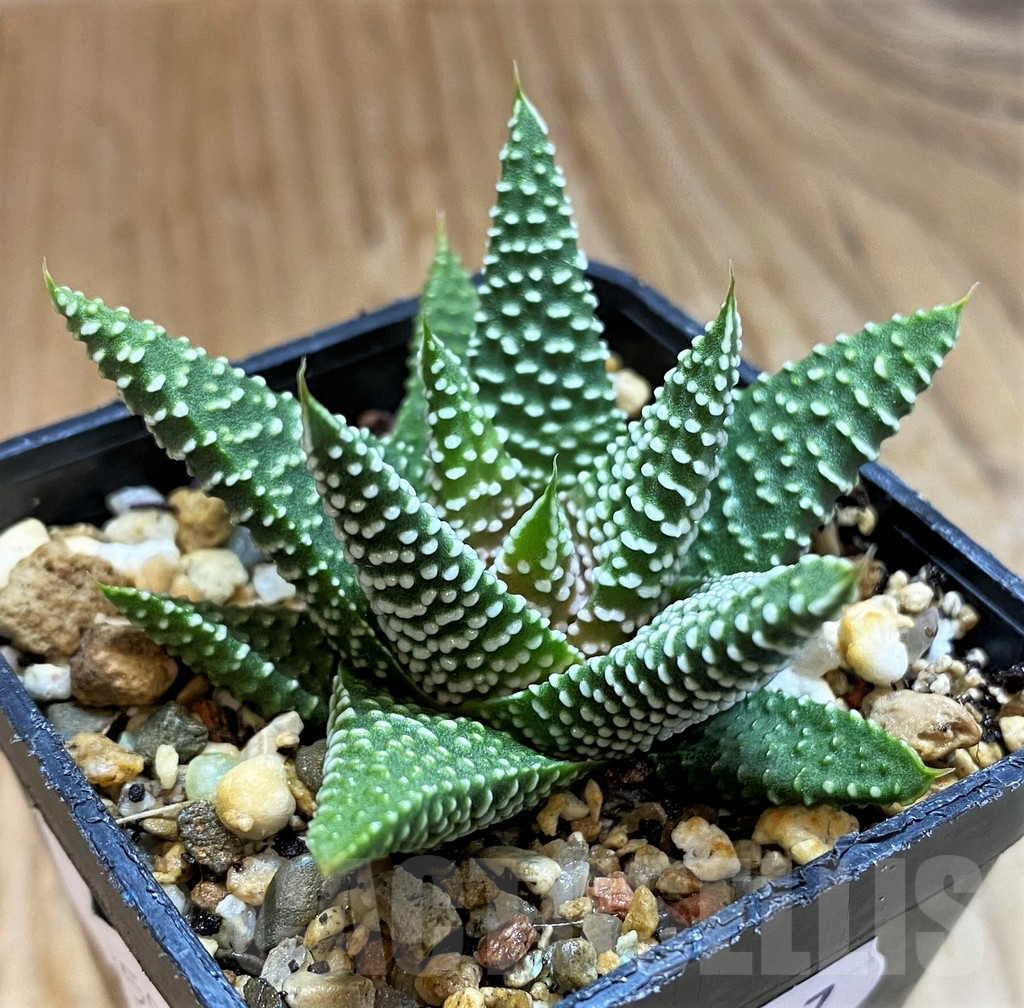 SH12747 Haworthia minima, seedling - Obrázek 2