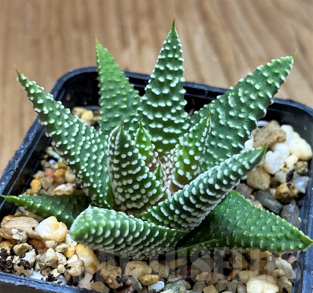 SH12747 Haworthia minima, seedling