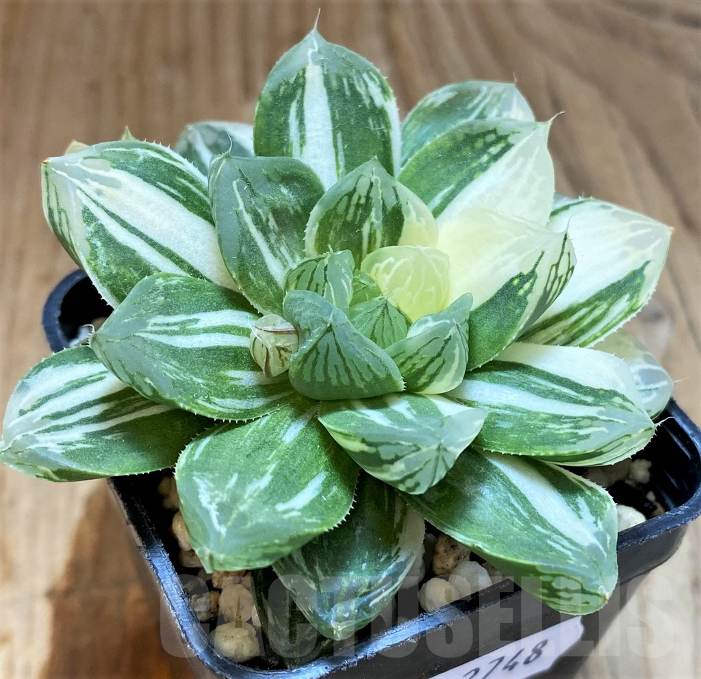 SH12748 Haworthia obtusa ‘Marin’ f. variegata - Obrázek 2