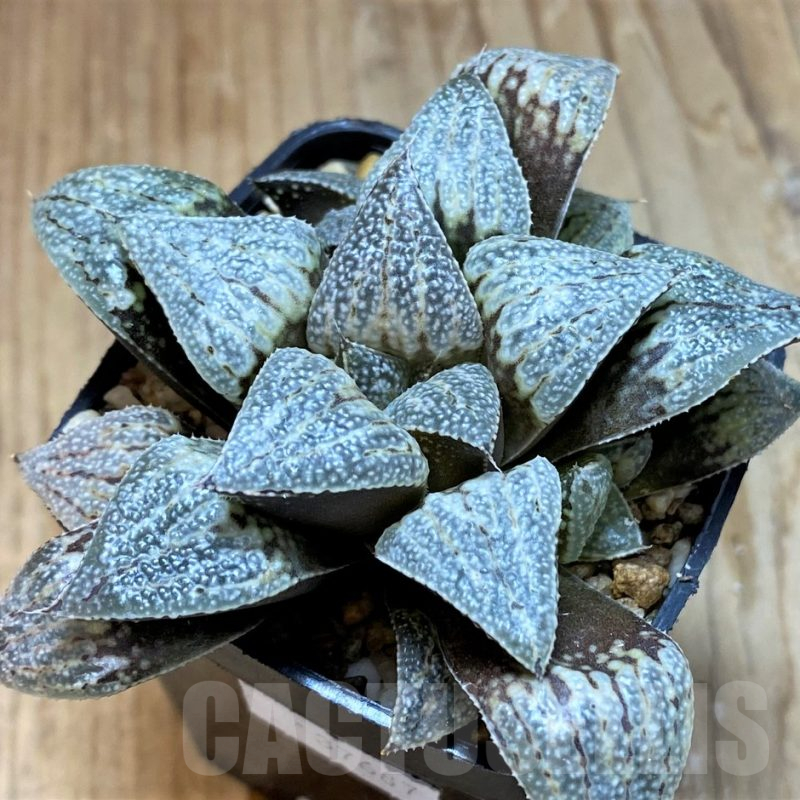 SH12693 Haworthia splendens hybrid