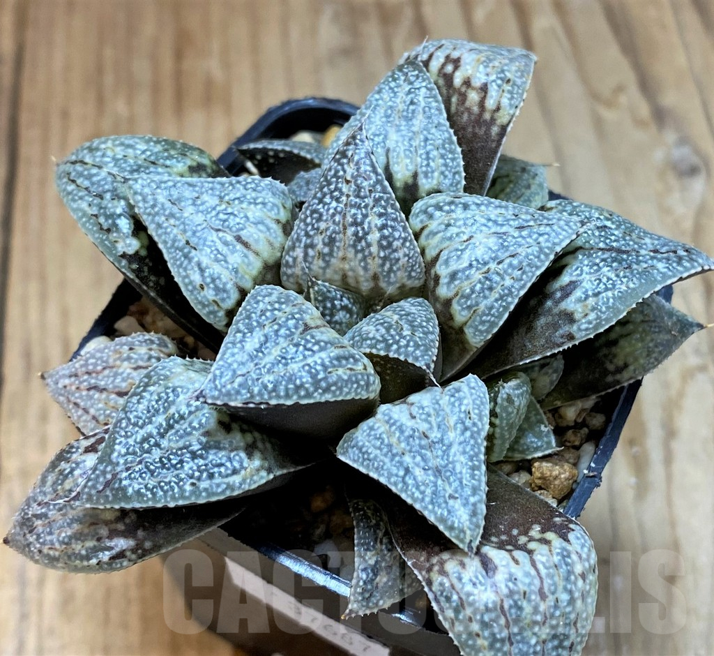 SH12693 Haworthia splendens hybrid