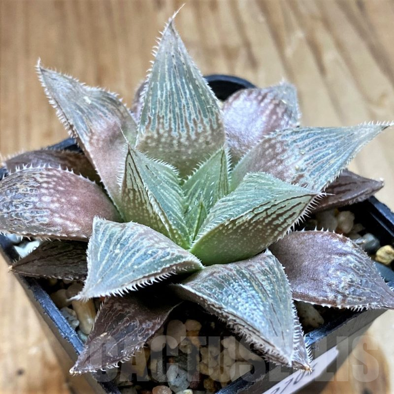 SH12704 Haworthia 'Yumedono' hybrid