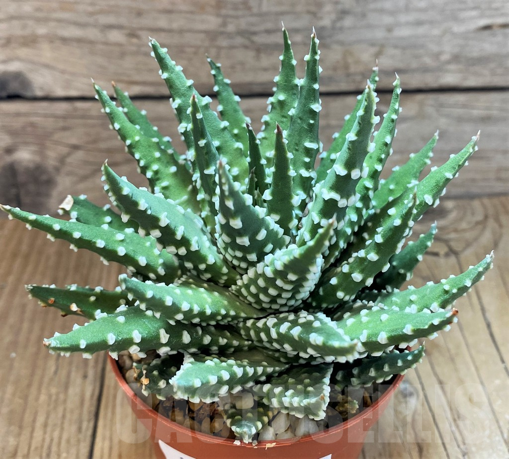 SH12683 Haworthia pumila