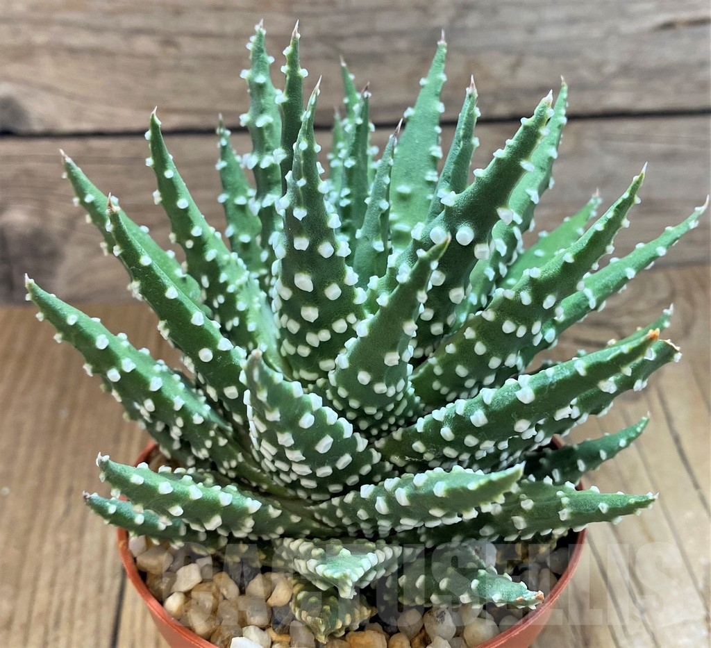 SH12683 Haworthia pumila - Image 2