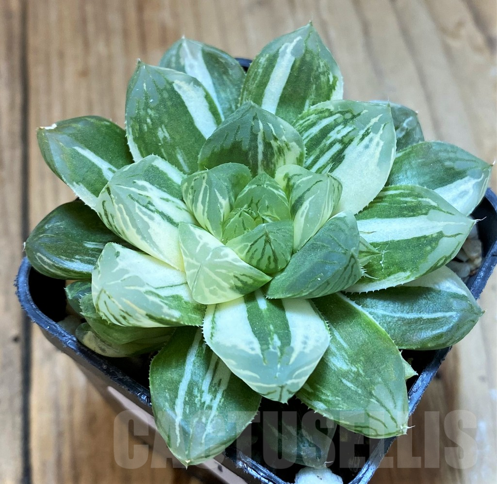 SH12711 Haworthia obtusa ‘Marin’ f. variegata - Image 2