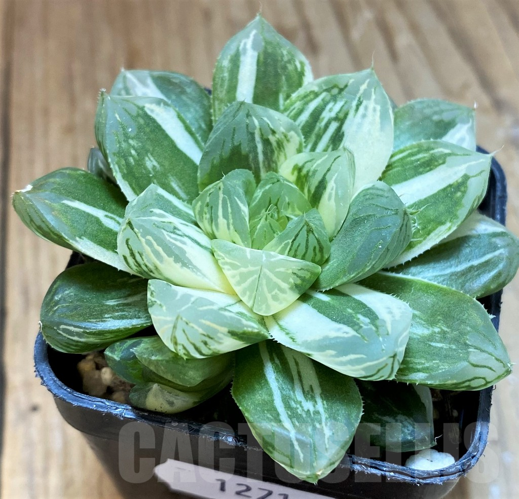 SH12711 Haworthia obtusa ‘Marin’ f. variegata
