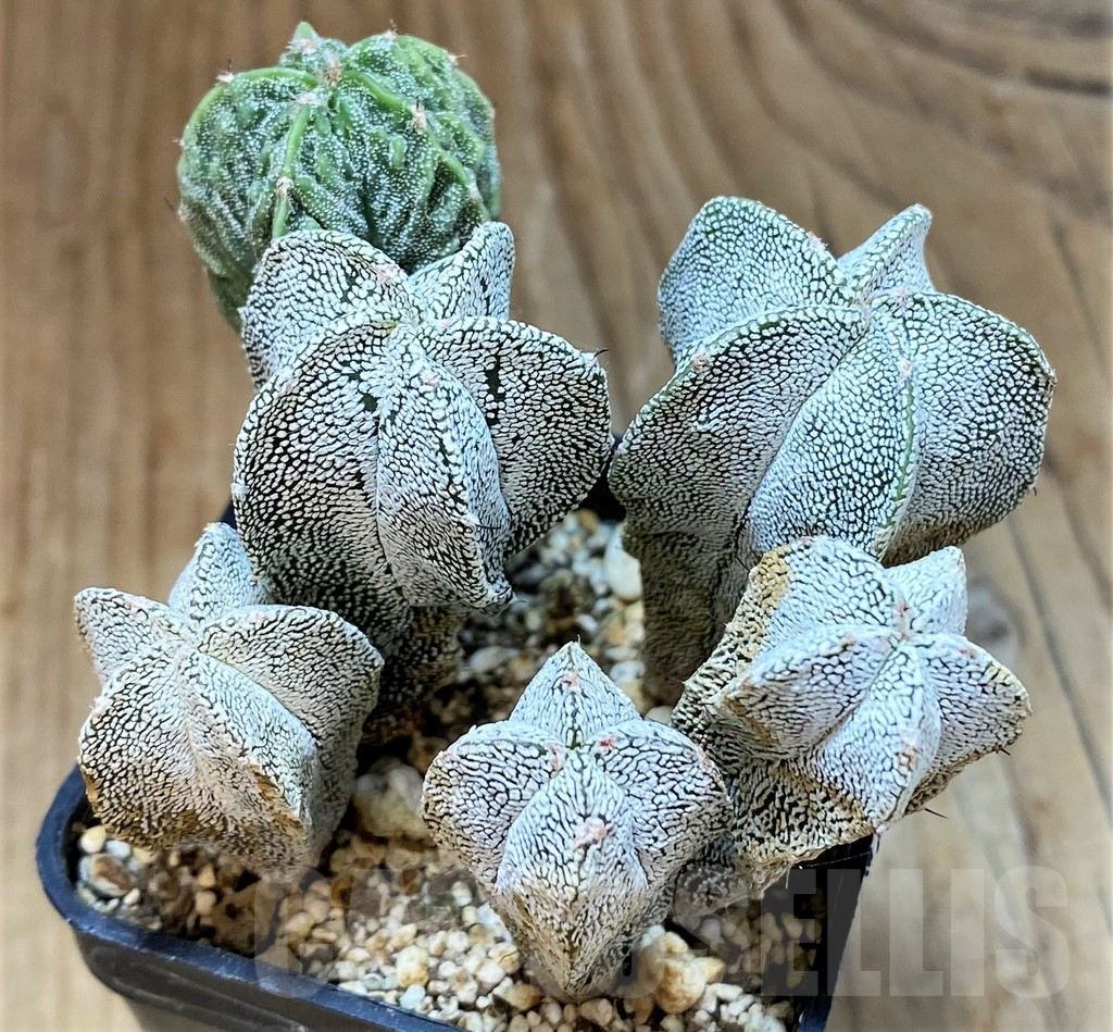 SH13445 Astrophytum myriostigma mix - Image 2