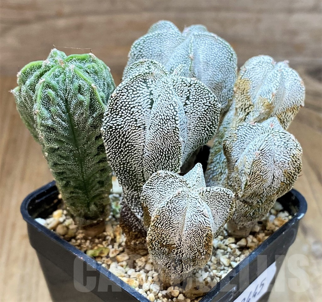 SH13445 Astrophytum myriostigma mix