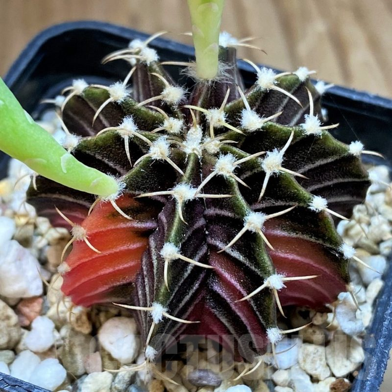 SH13446 Gymnocalycium friedrichii f. variegata, seedling