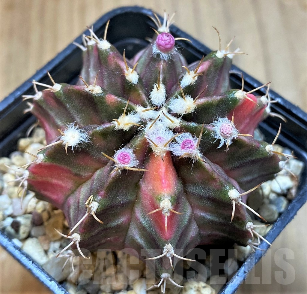 SH13450 Gymnocalycium mihanovichii ‘Fantasia’ - Imagen 2