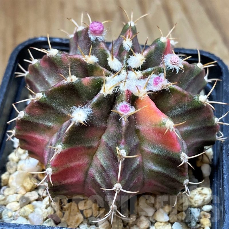 SH13450 Gymnocalycium mihanovichii ‘Fantasia’