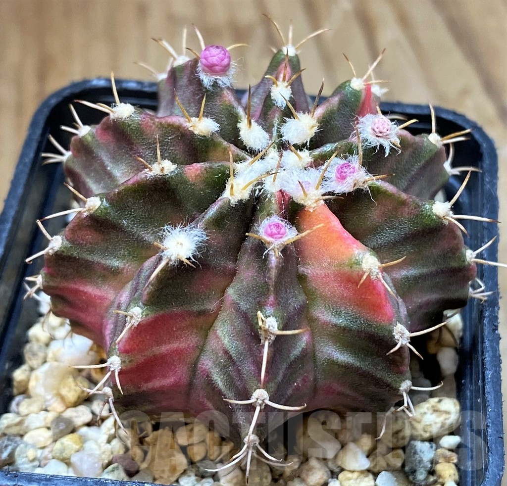 SH13450 Gymnocalycium mihanovichii ‘Fantasia’