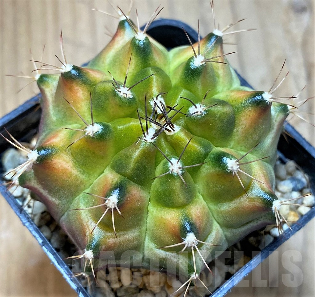 SH13456 Gymnocalycium mihanovichii ‘Neon’ hybrid seedling - Image 2