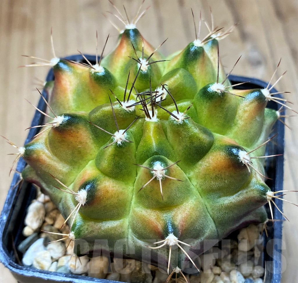 SH13456 Gymnocalycium mihanovichii ‘Neon’ hybrid seedling
