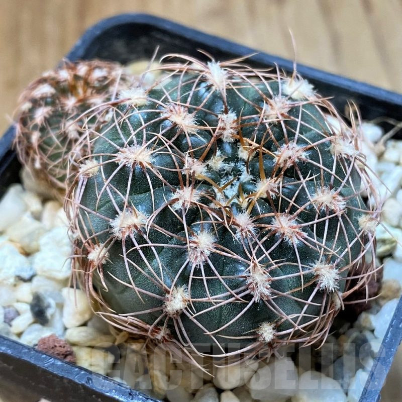 SH13458 Gymnocalycium bruchii v. hossei
