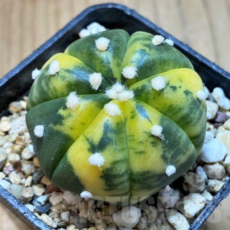 SH13410 Astrophytum asterias f. variegata