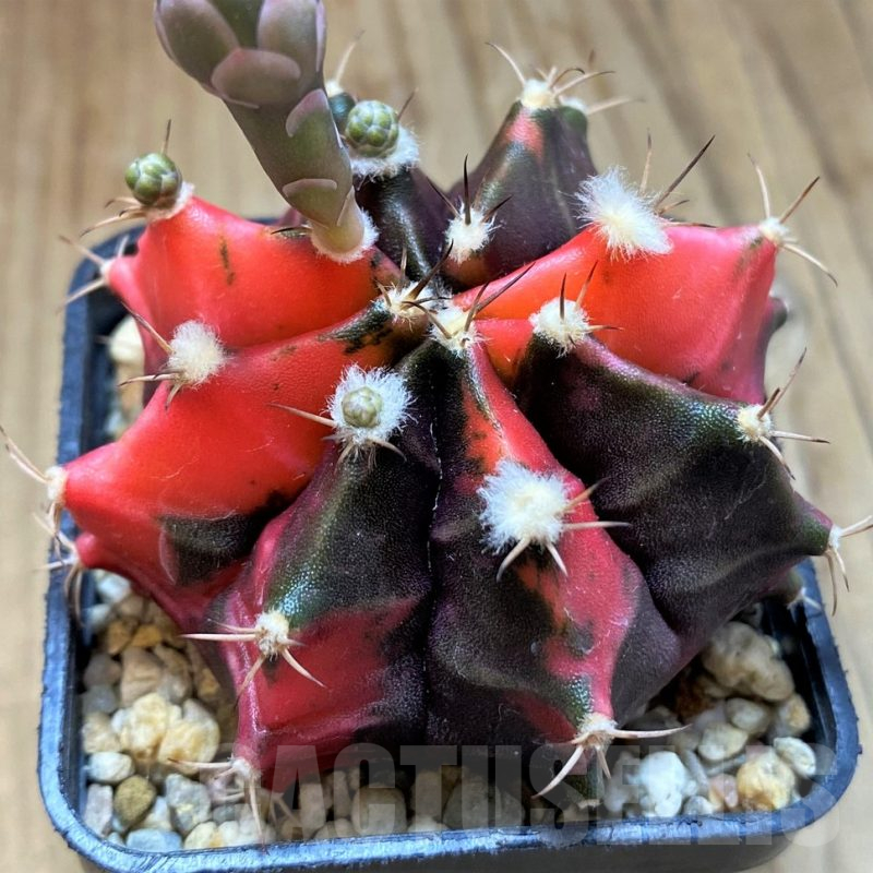SH13413 Gymnocalycium mihanovichii f. variegata seedling