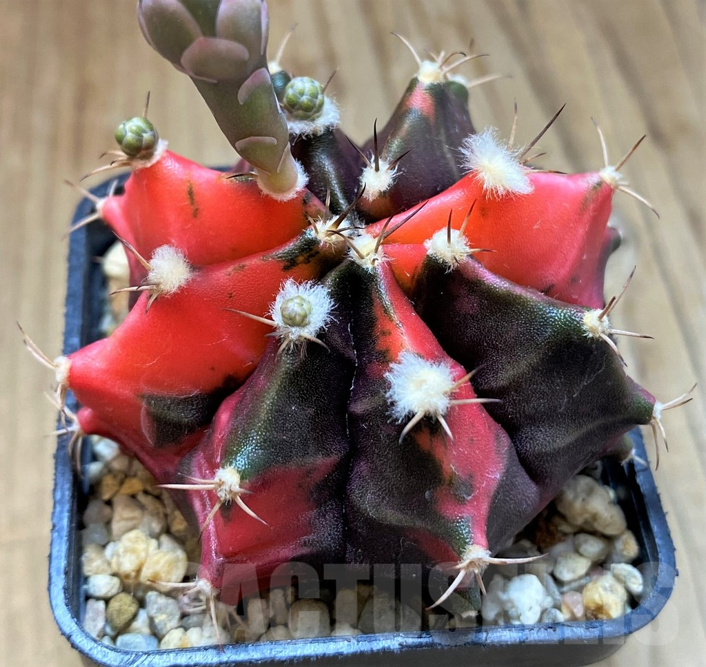 SH13413 Gymnocalycium mihanovichii f. variegata seedling