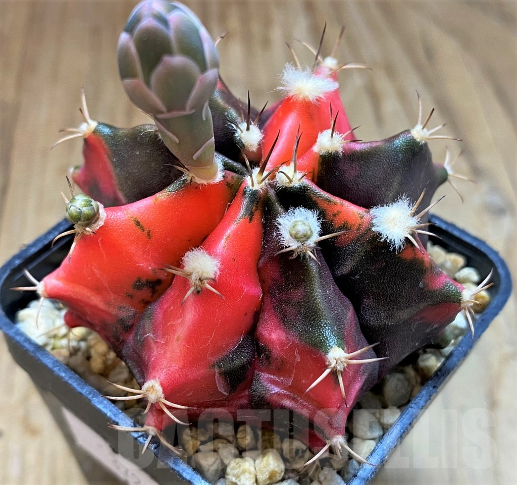 SH13413 Gymnocalycium mihanovichii f. variegata seedling - immagine 2
