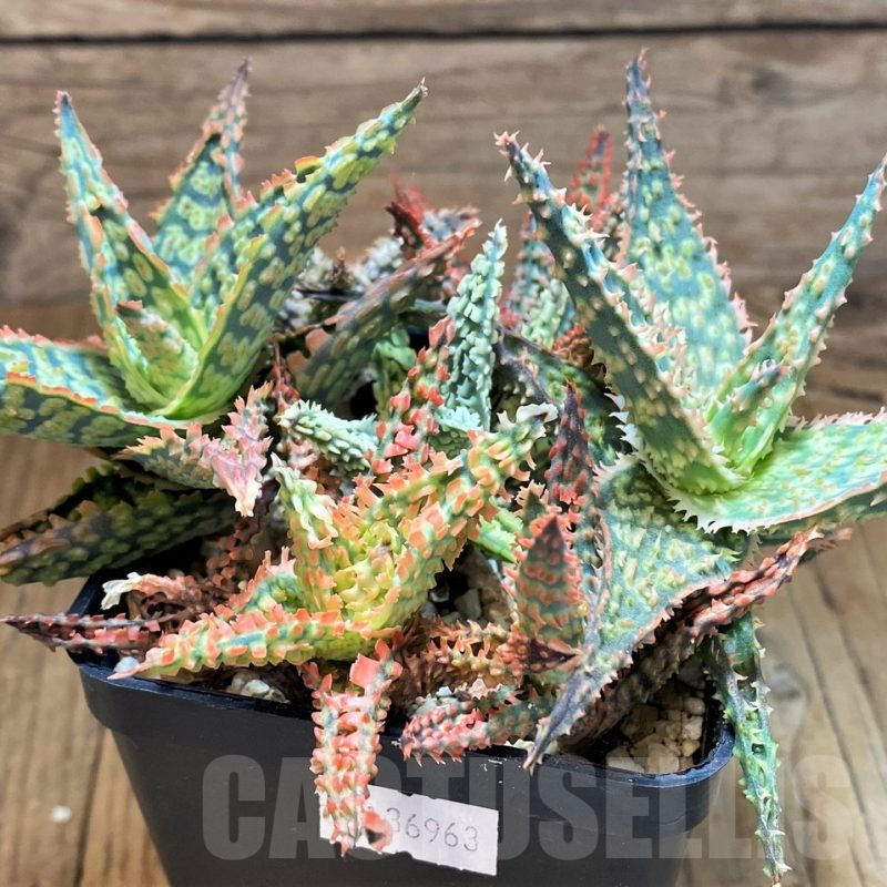 SH13613 Aloe TCT hybrid mix