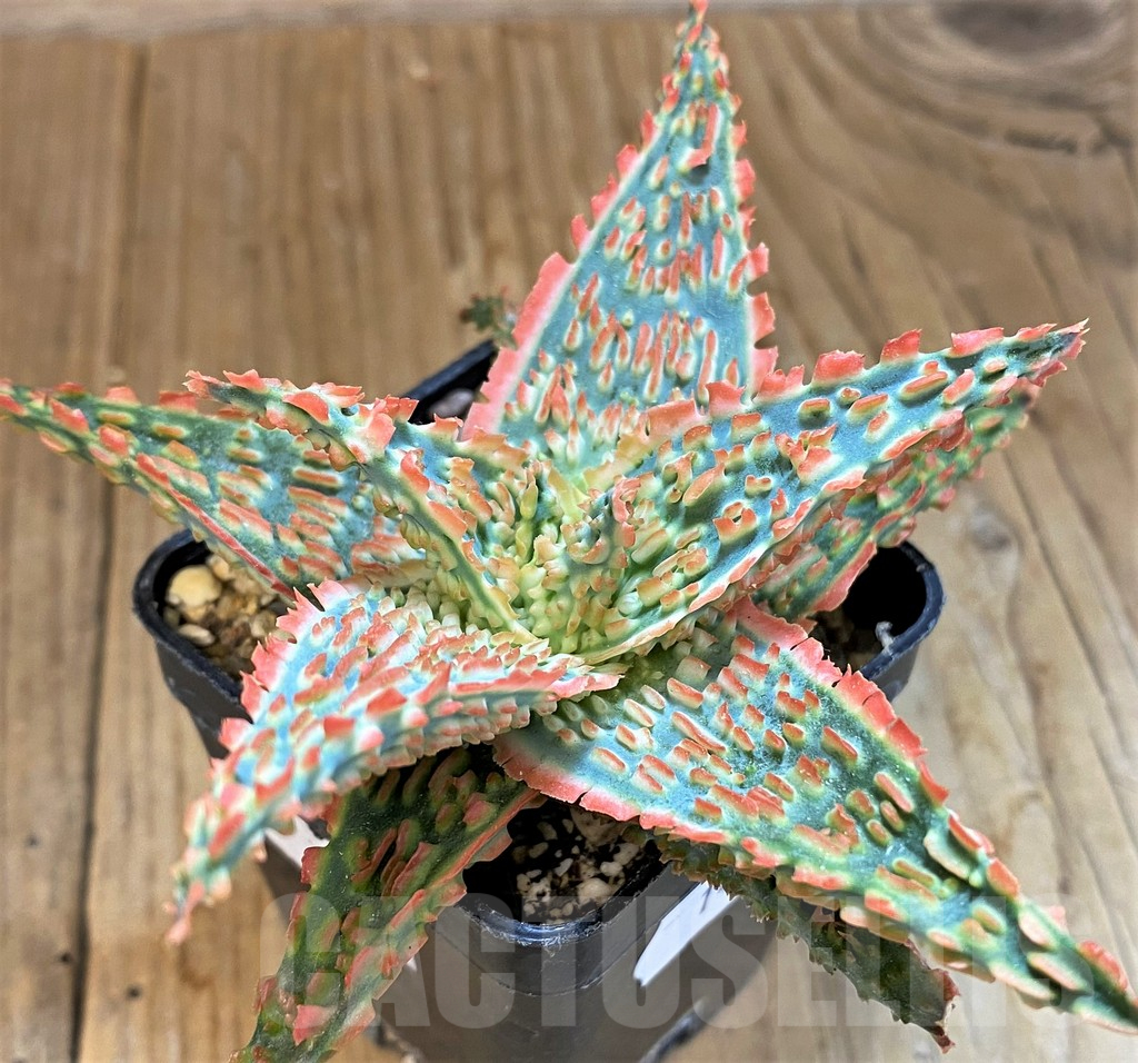 SH14230 Aloe TCT hybrid - Image 2